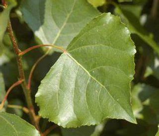 Populus nigra