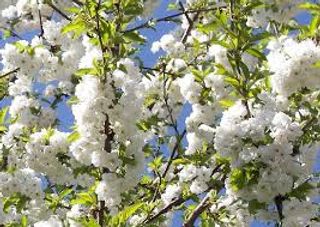 Prunus avium
