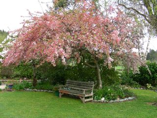 Malus Floribunda
