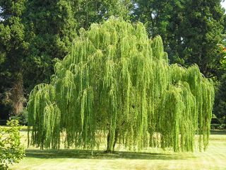 Salix babylonica