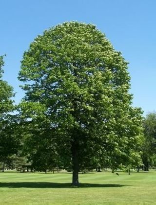 Tilia americana