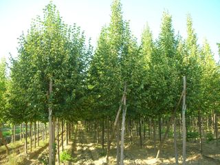 Tilia cordata