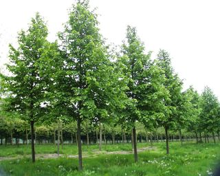 Tilia x europaea