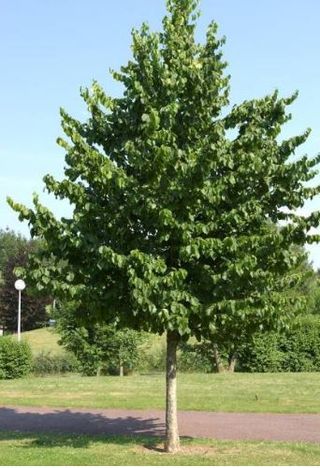 Tilia platyphyllos
