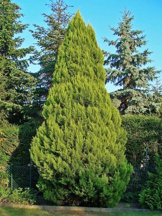 Chamaecyparis lawsoniana