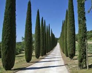 Cupressus sempervirens
