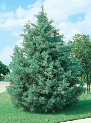 Cupressus arizonica