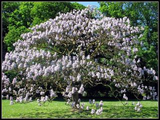 Paulownia tomentosa
