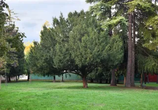 Taxus baccata