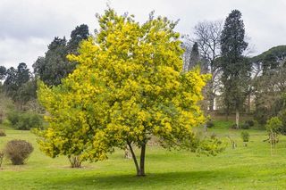 Acacia dealbata
