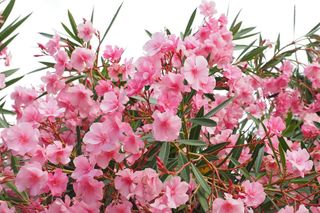 Nerium oleander