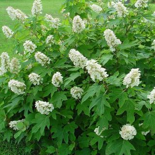 Hydrangea quercifolia