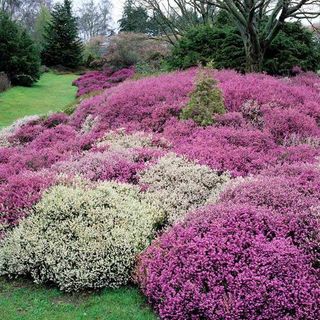 Erica carnea