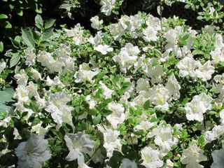 Rhododendron japonicum