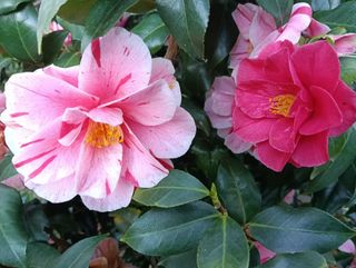 CAMELIA - Azienda Agricola - Vivaio Mares Tiziano