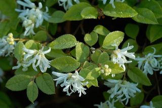LOROPETALUM CHINENSE - Azienda Agricola - Vivaio Mares Tiziano