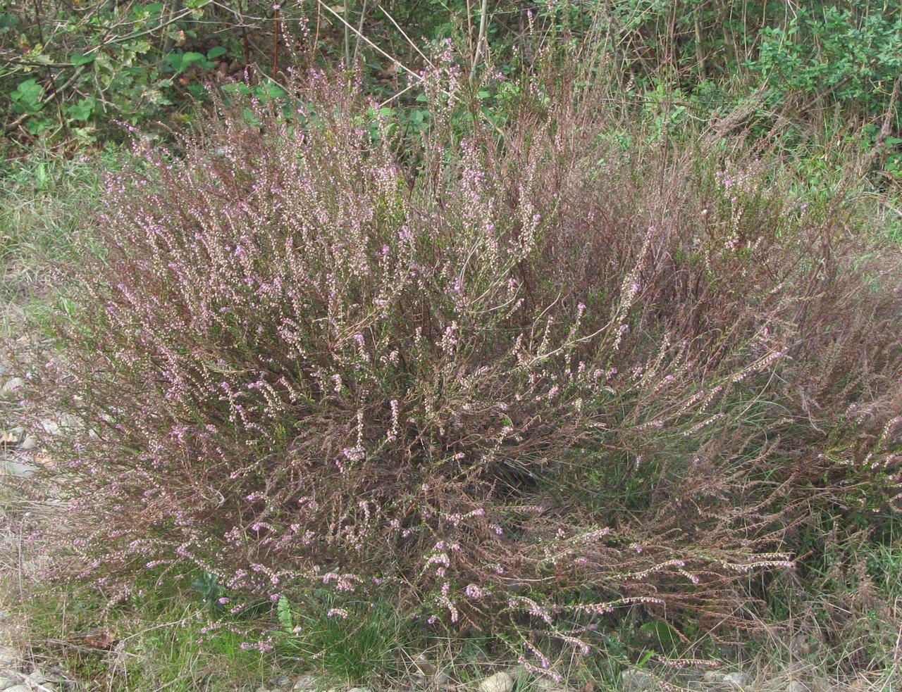 Calluna vulgaris, foto 1