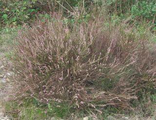 Calluna vulgaris