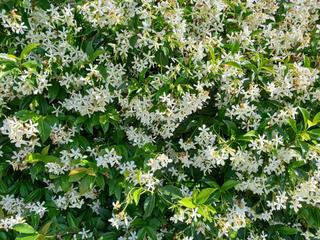 Trachelospermum jasminoides