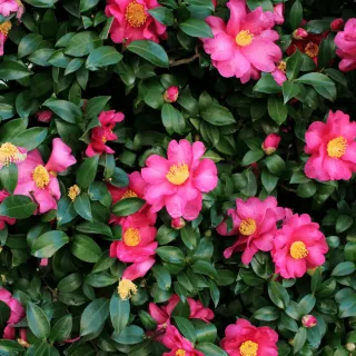 Camellia sasanqua