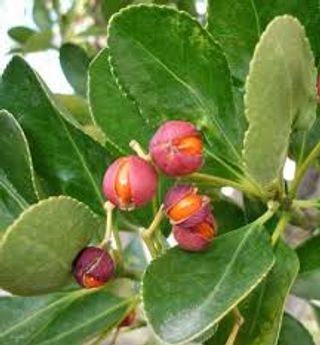 Euonymus europaeus