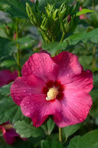 Hibiscus syriacus