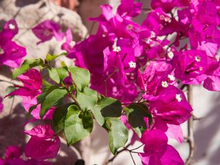 Bougainvillea glabra