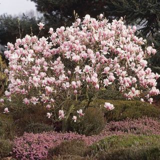 magnolia soulangeana - my new shop
