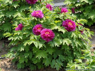 Paeonia x suffruticosa