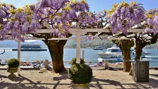 WISTERIA SINENSIS - Azienda Agricola - Vivaio Mares Tiziano