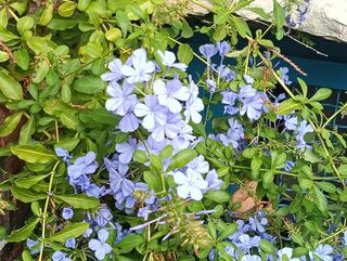 Plumbago auriculata