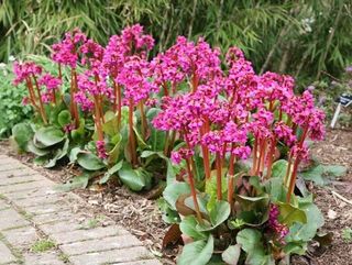 Bergenia Purpurascens Pink Red