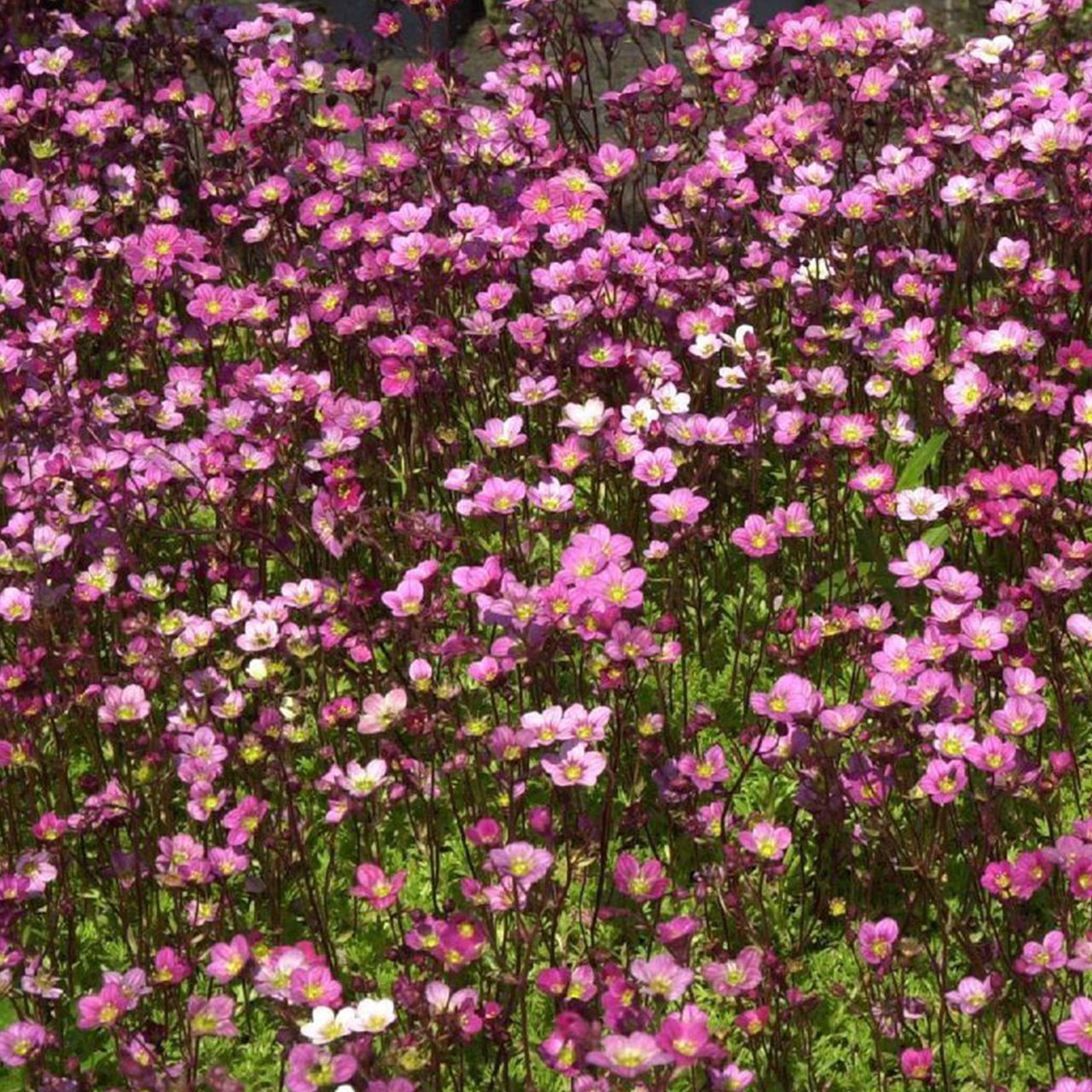 Saxifraga Blutenteppich Pink, fotografia 1