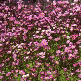 Saxifraga x arendsii
