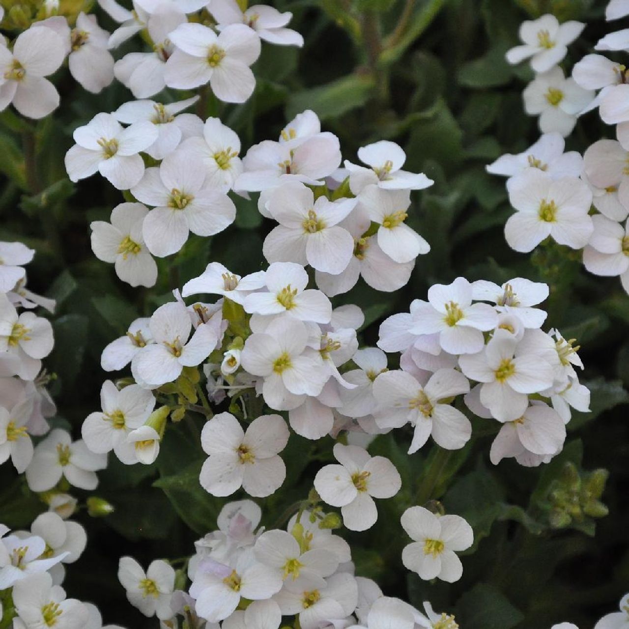 Aubrieta x cultorum, fotografia 1