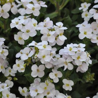 Aubrieta x cultorum