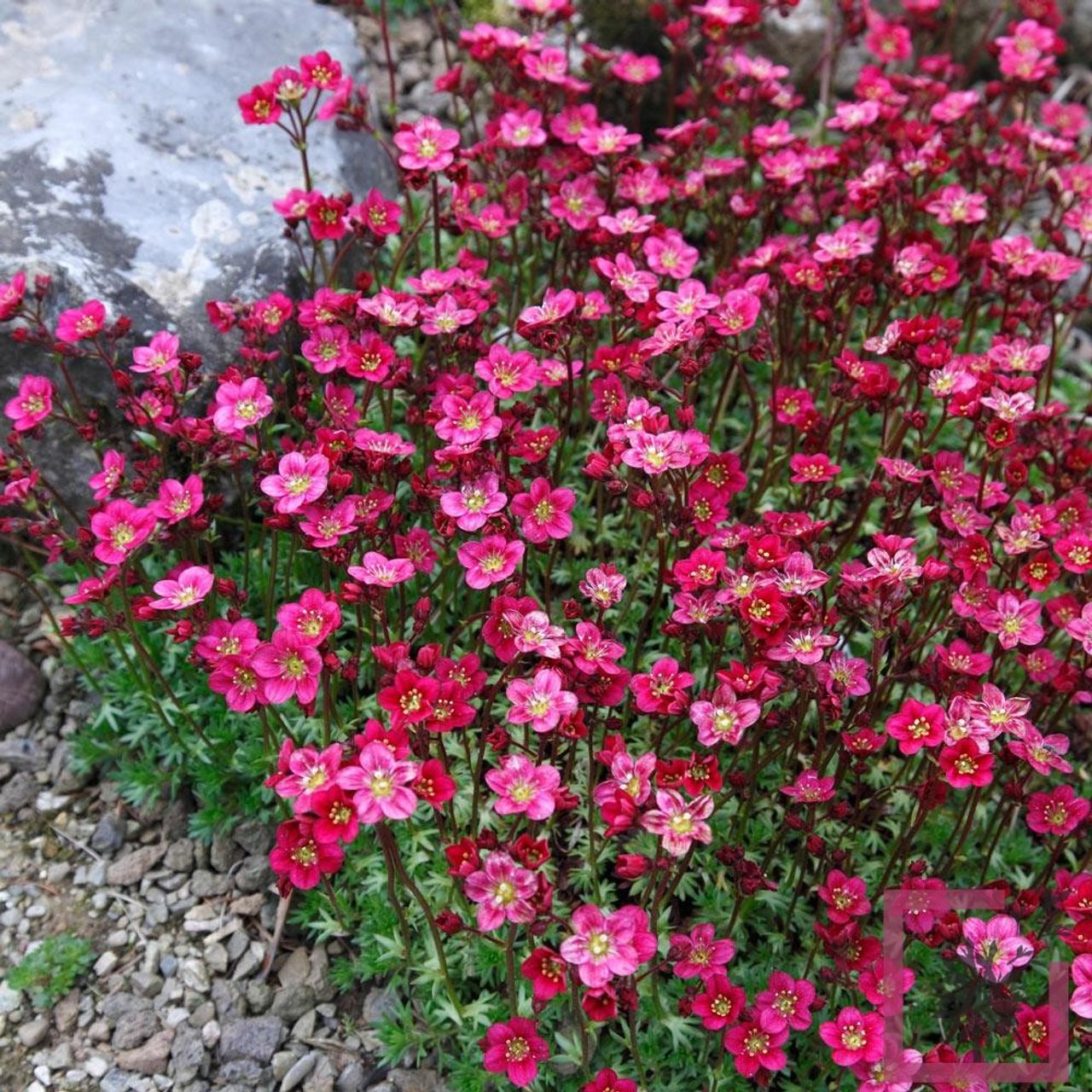 Saxifraga Purpurteppich, photo 1