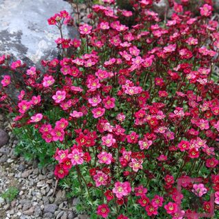 Saxifraga Purpurteppich