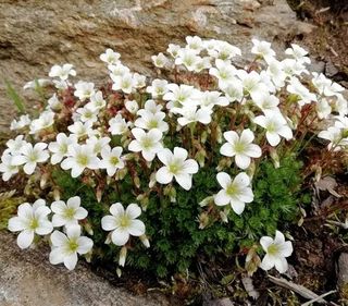 Saxifraga Schneeteppich