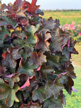Heuchera micrantha