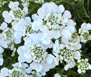 Schneeflocke White