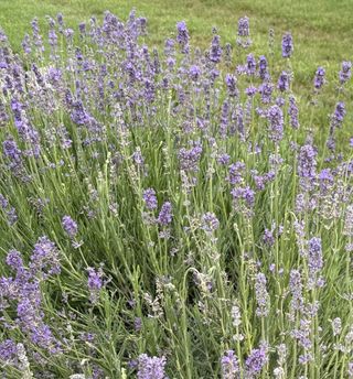 Hidecote Officinalis Vera