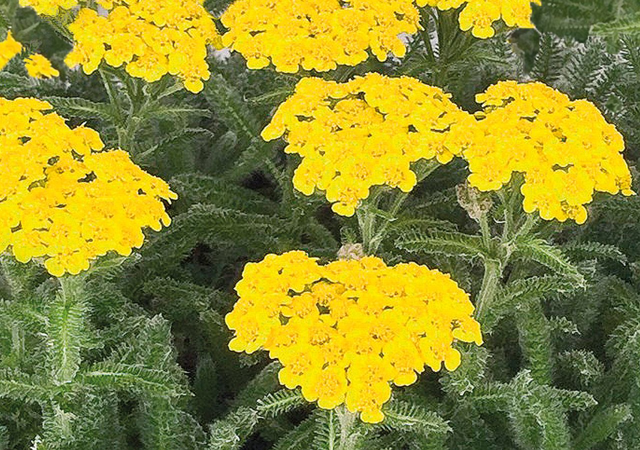 Achillea tomentosa, foto 1