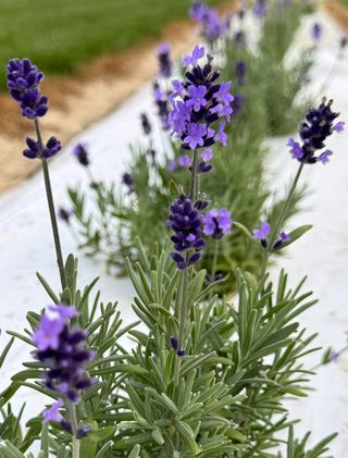 Blue Scent Early Imp.