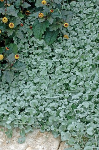 Dichondra argentea