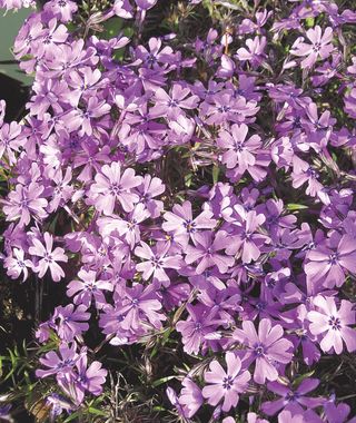 PHLOX PURPLE BEAUTY - Gruppo Padana s.s.