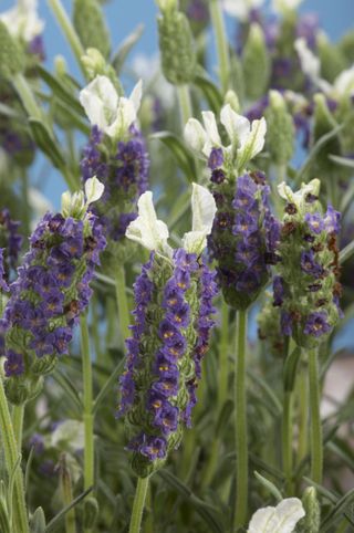 Lavandula stoechas