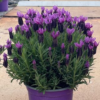 Lavinia® Deep Purple