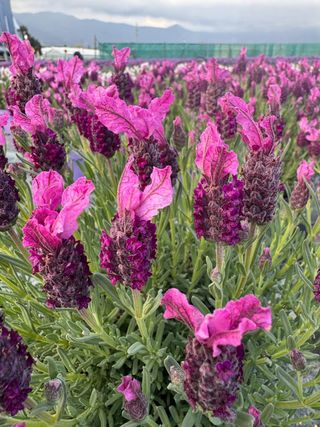 Lavinia® Deep Pink