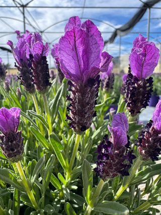 Lavanda da Talea Stoechas Lavinia® Royal Purple